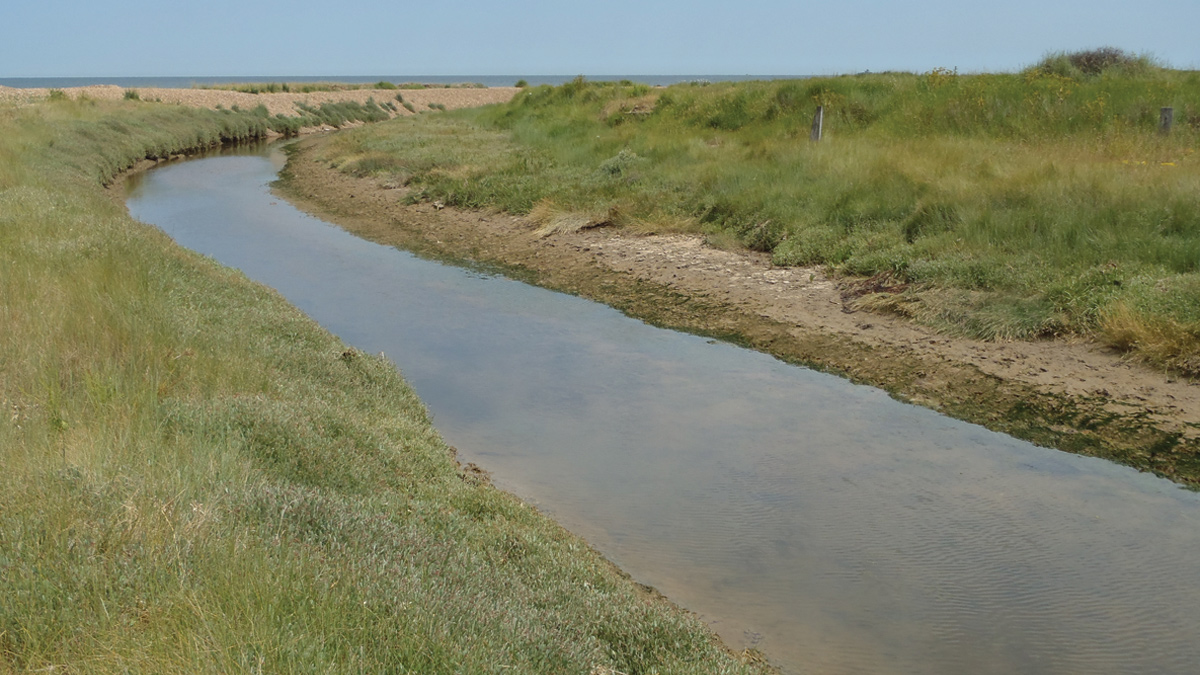 The view from the brook looking seawards and habitats both in channel and surrounding terrestrial habitat - Courtesy of Mott MacDonald