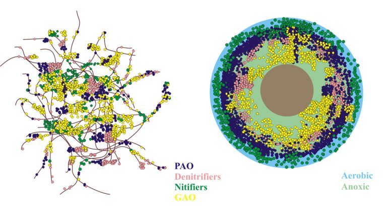 Comparative structural properties of activated sludge (left) and Nereda® granular biomass (right) - Courtesy of Royal HaskoningDHV