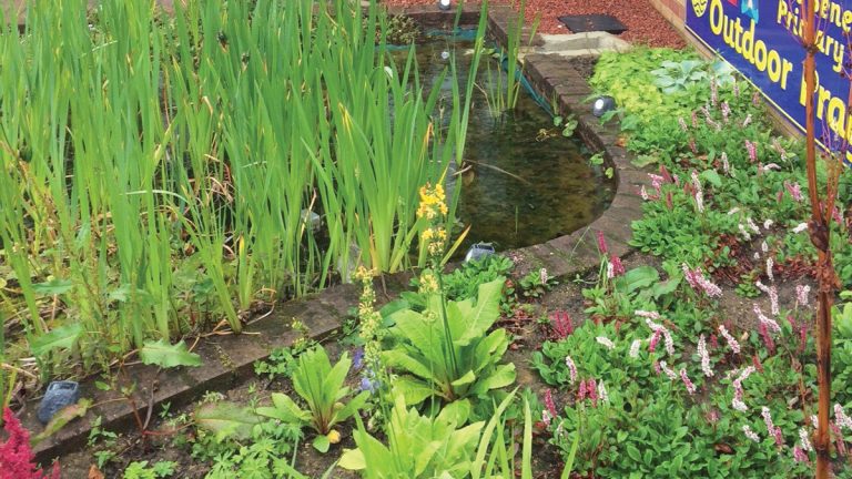 A raingarden planted in a small depression absorbs and temporarily stores rainwater in Roker, Sunderland - Courtesy of St Benet’s Primary School