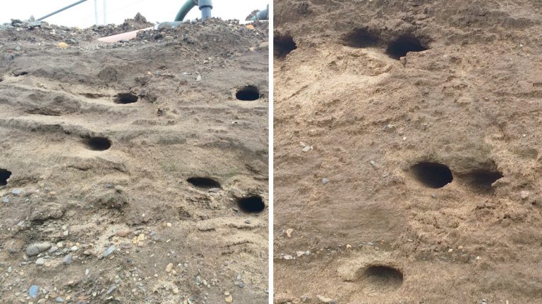 Sand Martin nests - Courtesy of Caledonia Water Alliance
