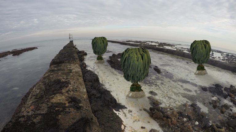 While an unproven concept these are examples of artificial intertidal trees - Courtesy of Mott MacDonald/Southern Water