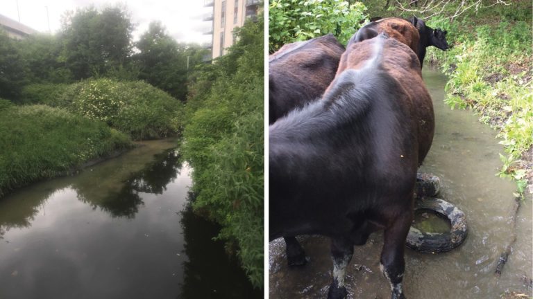 (left) Figure 4: Pollution observed from an outfall in Lower Roding - Courtesy of IETG and (right) livestock with open access to Tanners Brook - Courtesy of 40Seven