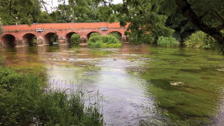 Figure 6: Evidence of algae in the river - Courtesy of Thomson Ecology