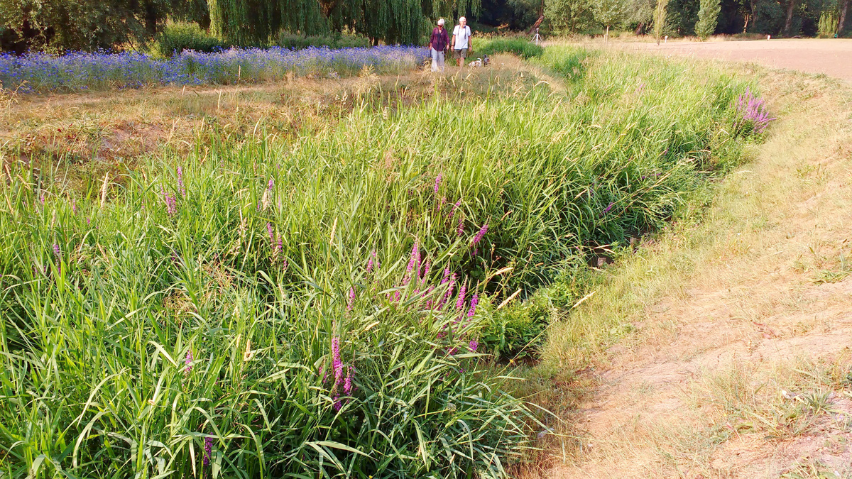An established section of the brooks new channel - Courtesy of Galliford Try