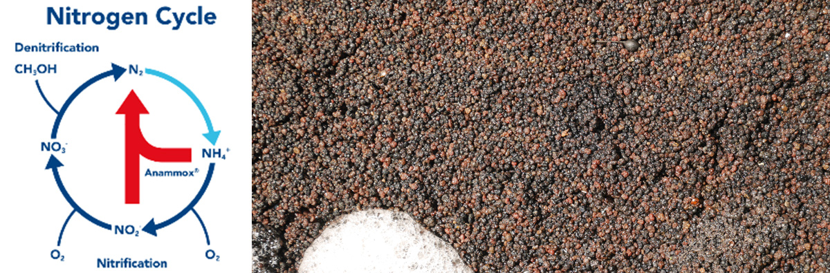 Figures showing the anammox nitrogen conversion route and the red bead like annamox bacteria - Courtesy of Black & Veatch