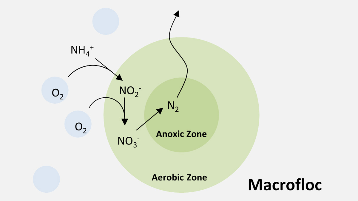 Figure 5: Macrofloc nitrification and denitrification pathways - Courtesy of Te-Tech Process Solutions