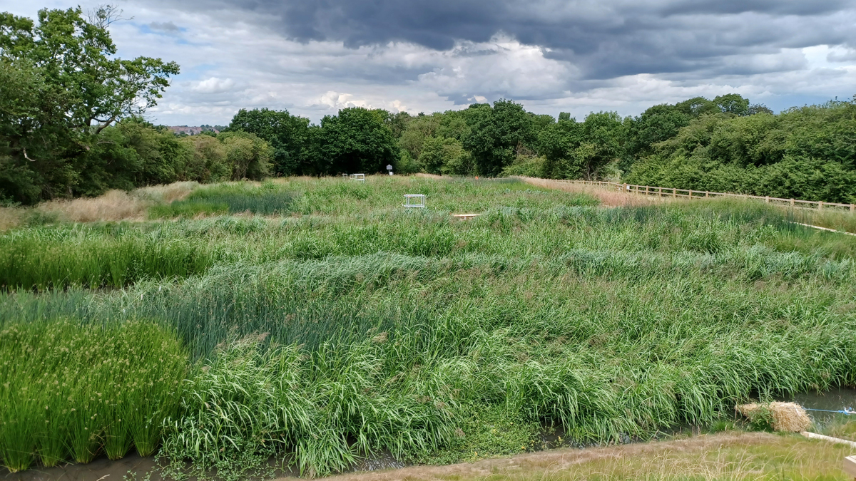 Clifton Wetlands - Ponds with plants and grass well-grown - Courtesy of BarhaleDoosan JV, Stantec UK & Yorkshire Water