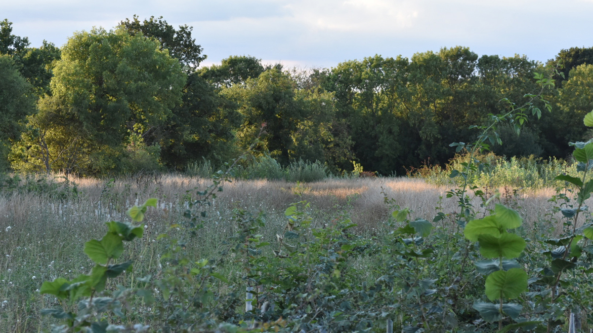 Habitat area created as part of the project - Courtesy of Barhale Doosan JV, Stantec UK & Yorkshire Water