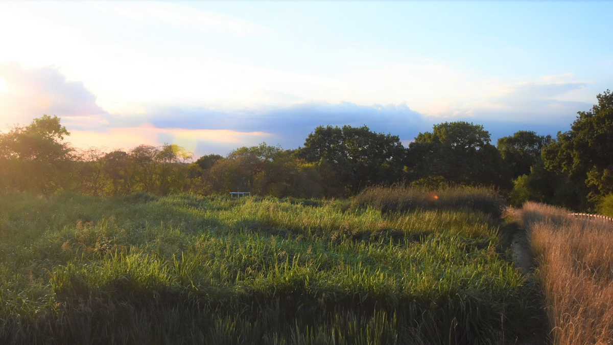 Ponds in August 2022 with plants and grasses well established - Courtesy of BarhaleDoosan JV, Stantec UK & Yorkshire Water
