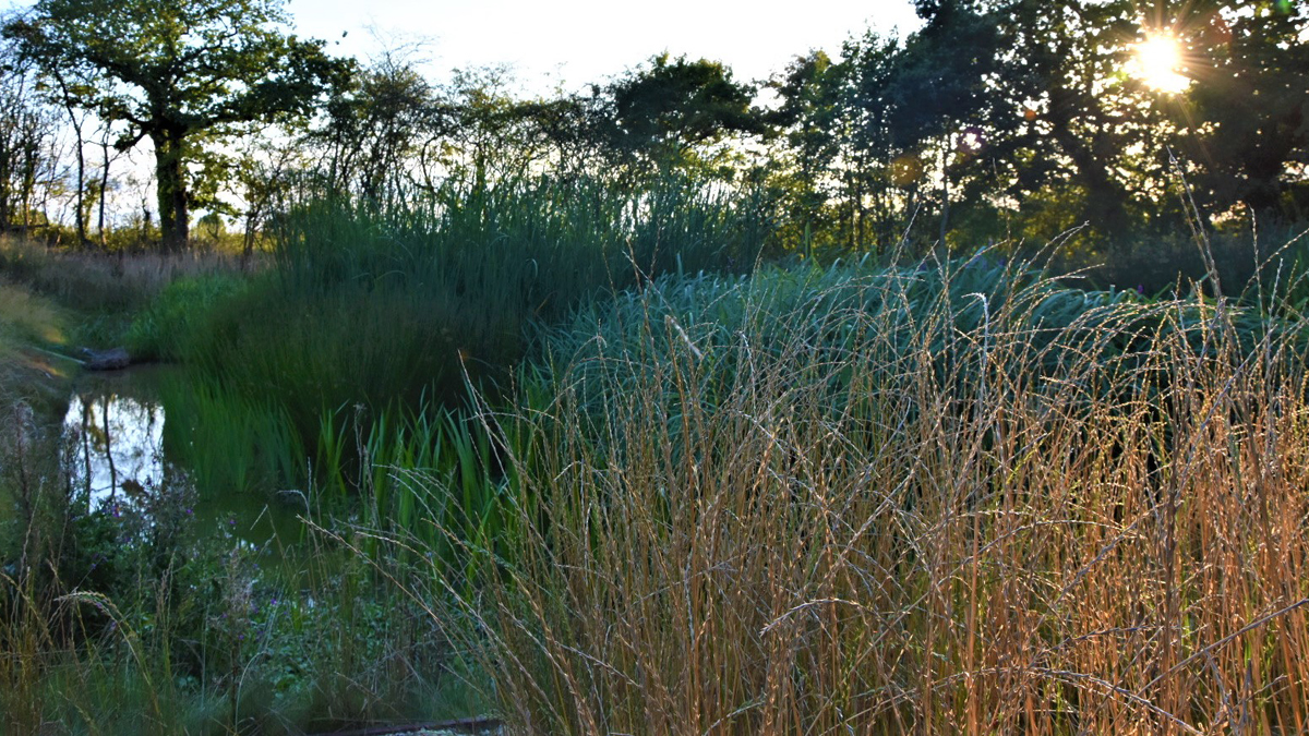 The wetlands in August 2022 - Courtesy of BarhaleDoosan JV, Stantec UK & Yorkshire Water