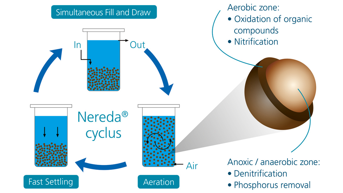 Nereda® process cycle - Courtesy of Royal HaskoningDHV